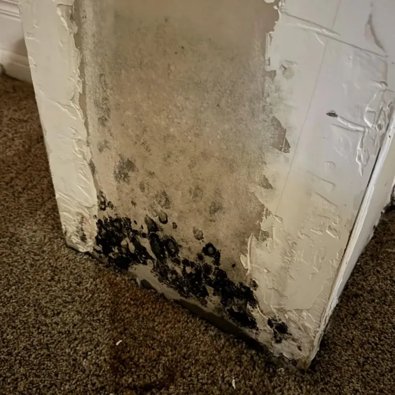 Professional Mold Removal in Live Oak, FL